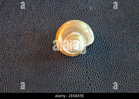 Silber-Mund Turban goldene Perle Schnecke Schale Turbo argyrostomus auf einem Blauer Hintergrund Stockfoto