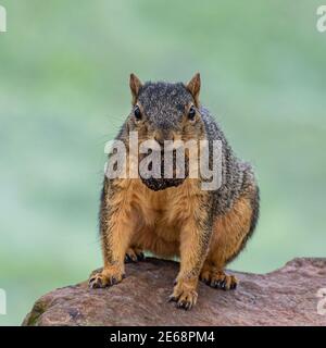Eichhörnchen auf Stein mit Nuss Stockfoto