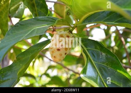 Eine isolierte Noni-Frucht hängt auf dem Baum in der Garten Stockfoto