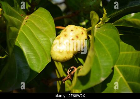 An sonnigen Tagen hängt eine Noni-Frucht auf dem Ast Stockfoto