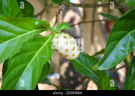 Eine reife Noni-Frucht hängt auf dem Baum in der Garten Stockfoto