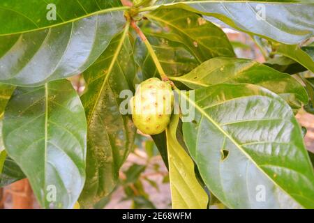 Eine isolierte reife Noni-Frucht auf dem Ast in der Garten Stockfoto