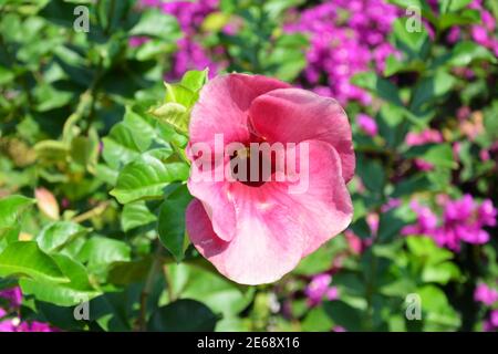 Rosa dipladenia sanderi blüht im Garten an sonnigen Tagen Stockfoto