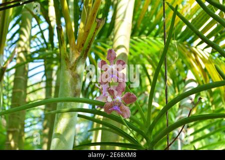 Zwei tiefrosa phalaenopsis blüht im Busch in der Sonne Tag Stockfoto