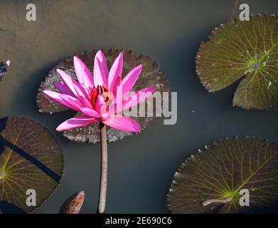 An sonnigen Tagen blüht die rosa Lotusblume im Teich Stockfoto