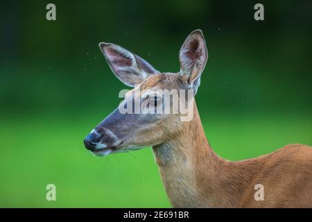 Porträt einer Weißschwanzschaufe im Norden Wisconsins. Stockfoto