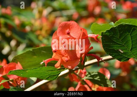 Rote Holmskioldia sanguinea blüht an sonnigen Tagen im Garten Stockfoto