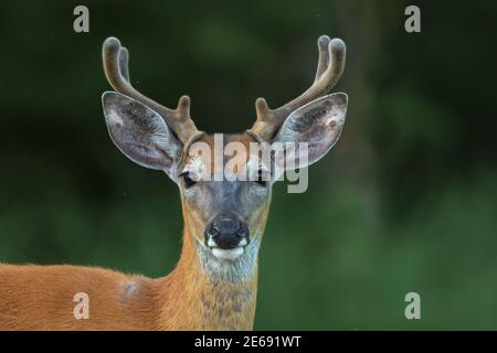 Porträt eines jungen Weißschwanzbocks in Samt. Stockfoto