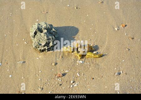 Ein Felsen und ein Seegras am gelben Sandstrand Am sonnigen Nachmittag Stockfoto
