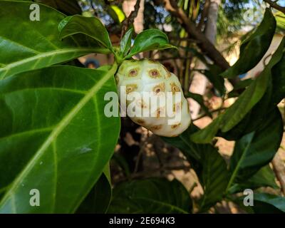 Eine reife Noni-Frucht hängt am Ast im Garten Stockfoto