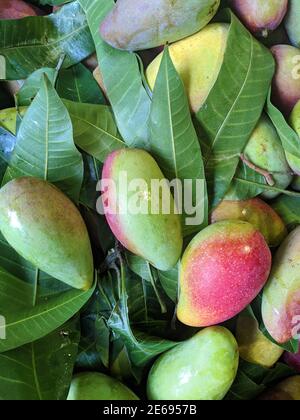 Frische Mangos mit grünen Blättern auf dem Stand zum Verkauf Auf dem Markt Stockfoto