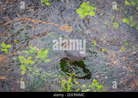 Ein amerikanischer Wassertaucher (Cinclus mexicanus), auch bekannt als Wasser-Ouzel auf der Suche nach aquatischen Lebensmitteln in East Plum Creek, Castle Rock Colorado USA. Stockfoto