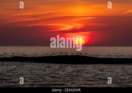 Ein Schwarm Seevögel schaufeln das Wasser für diesen Ozean Sonnenaufgang in Ogunquit, Maine, USA. Stockfoto