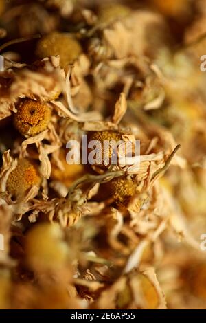 Kamille getrocknet bereit für Tee Makro Hintergrund Matricaria Kamilla Familie asteraceae moderner hochwertiger Druck Stockfoto