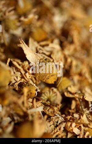 Kamille getrocknet bereit für Tee Makro Hintergrund Matricaria Kamilla Familie asteraceae moderner hochwertiger Druck Stockfoto