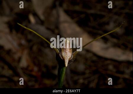 Ich habe das als winziges Caladenia bezeichnet, weiß aber nicht, was es ist - sieht aus wie ein Greenwood oder Maroonhood (Pterostylis spp) - 300 Online-Einträge. Stockfoto