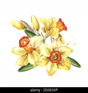 Spring Narcissus Blumen, handgezeichnete Aquarell-Illustration, isoliert auf weißem Hintergrund Stockfoto