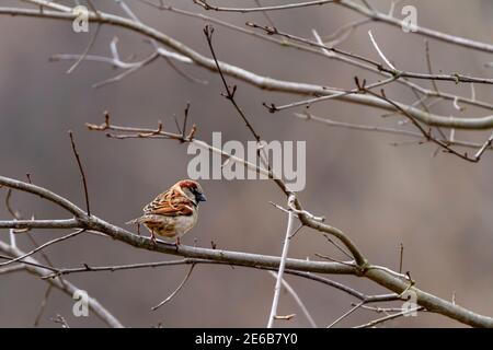 Ein erwachsener Haussperling (Passer domesticus) steht allein im Winter auf einem blattlosen Ast. Es hat rote hellbraune und dunklere braune Pelze in seinem Stockfoto