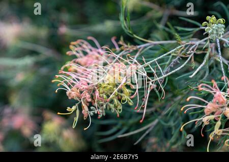 Einheimische australische grevillea Sträucher in einer landschaftlich gestalteten australischen Ureinwohner Pflanze Garten Stockfoto