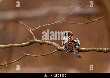 Ein erwachsener Haussperling (Passer domesticus) steht allein im Winter auf einem blattlosen Ast. Es hat rote hellbraune und dunklere braune Pelze in seinem Stockfoto