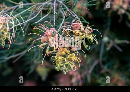 Einheimische australische grevillea Sträucher in einer landschaftlich gestalteten australischen Ureinwohner Pflanze Garten Stockfoto