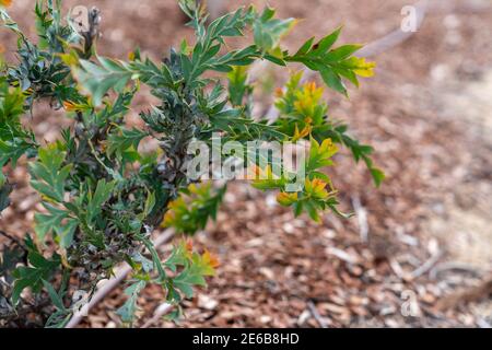 Einheimische australische Sträucher in einem landschaftlich gestalteten Australian Native Plant Garden Stockfoto