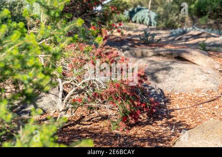 Callistemon, Büsche in einem landschaftlich gestalteten Australian Native Plant Garden Stockfoto