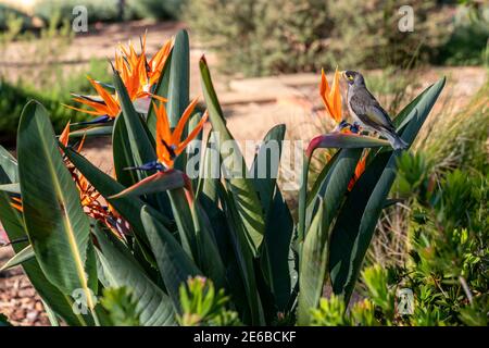 Noisy Miner, Manorina melanocephala, auf einem Vogel des Paradieses, Strelitzia Reginae, Busch in einem landschaftlich gestalteten Native Australian Plant Garden Stockfoto