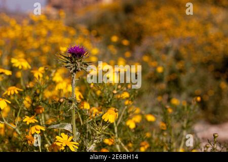 Eine einzelne violette Distelblume (cirsium vulgare) überblickt ein weites Feld von gelben Gänseblümchen auf einem wilden Feld. Dornige lila Blume ist im Kontrast wi Stockfoto