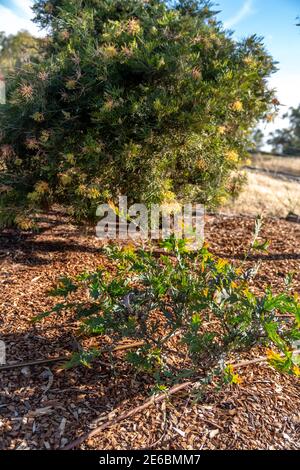 Einheimische australische grevillea Sträucher in einer landschaftlich gestalteten australischen Ureinwohner Pflanze Garten Stockfoto