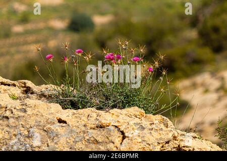 Eine einzelne blühende lilafarbene Distelblume (cirsium vulgare) überblickt ein riesiges trockenes Feld. Dornige lila Blume ist eine gute Quelle von Nektar für viele p Stockfoto