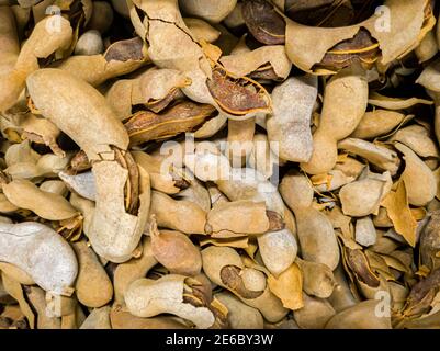 Nahaufnahme von getrockneten rohen Früchten des Tamarindenbaums (Tamarindus indica). Ein tropischer Baum mit braunen Hülsenfrüchten, die kultiviert werden Stockfoto