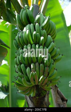 Indonesien Bali - Bananenbaum mit Früchten - Bananenhaufen Stockfoto