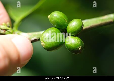 Indonesien Bali - Kaffee Obst - Kaffee Beeren - Kaffee Anlage Stockfoto