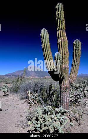 Las Tres Virgenes Vulkan und Kardankaktus im El Viscaino Biosphere Reserve, Baja California Sur, Mexiko Stockfoto