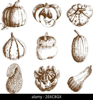 Dekorative ungewöhnliche Kürbisse Sorten und Winter Squash Icons Sammlung Hand Gezeichnetes Doodle Stil abstrakt isoliert Vektor-Illustration Stock Vektor