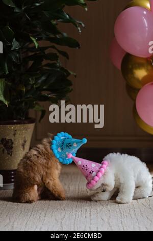 Süße weiße Bichon Frise und Teetasse Pudel Hunde Geburtstag zu Hause feiern. Haustiere Party mit Heißluftballons rosa und Gold Farbe. Haustierartikel Stockfoto