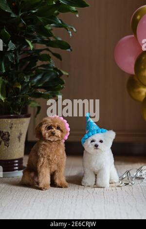 Süße weiße Bichon Frise und Teetasse Pudel Hunde Geburtstag zu Hause feiern. Haustiere Party mit Heißluftballons rosa und Gold Farbe. Haustierartikel Stockfoto