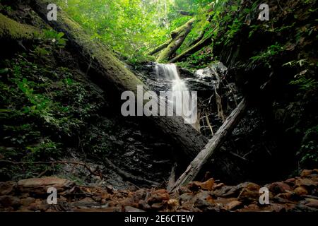 Ein kleiner Wasserfall auf dem Bett eines schmalen Baches mitten im Kalimantan Regenwald, Indonesien. Stockfoto