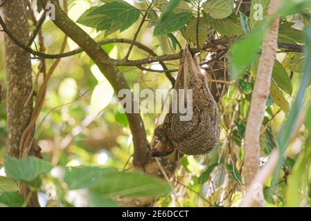 Philippine Colugo oder Kagwang, Cynocephalus volans, oder Philippine Flying Lemur hängend von einem Baum mit seiner Rasse Stockfoto
