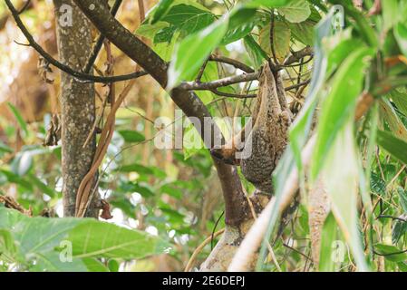 Philippine Colugo oder Kagwang, Cynocephalus volans, oder Philippine Flying Lemur hängend von einem Baum mit seiner Rasse Stockfoto