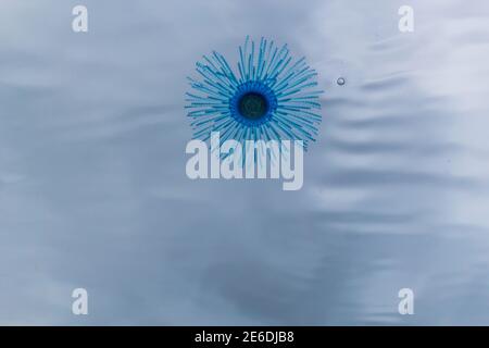Qualle Blauer Knopf im Wasser, porpita porpita, Oberfläche, marine Organismus, bestehend aus einer Kolonie von Hydroiden, Anthoathecata Stockfoto