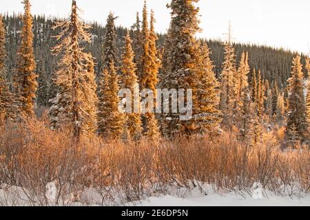 Wintersonnenaufgang, Highway 37 im Norden von British Columbia, mit Schnee auf Ästen von Bäumen, die Gold mit reflektierten Sonnenlicht drehen. Stockfoto