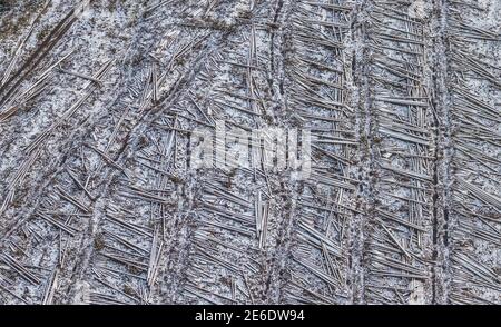 Luftaufnahme von gefällten Bäumen, im Winter liegende Baumstämme mit Schnee am Südrandweg in Körbecke im Möhnesee im Sauerland in Nordrhein-Westfalen, Germa Stockfoto