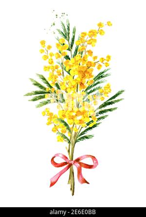 Bouquet von Mimosa gelben Frühlingsblumen. Aquarell handgezeichnete Illustration isoliert auf weißem Hintergrund Stockfoto