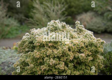 Winterfrost auf dem Laub einer Evergreen Zwergkonifere Japanische Zedernpflanze (Cryptomeria japonica 'Tilford Gold) Wächst in einem Garten in Rural Devon Stockfoto