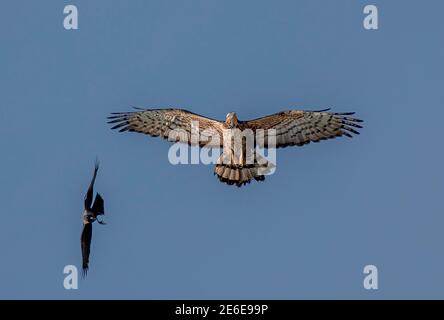 Der Haubenbussard ist ein Greifvogel in der Familie Accipitridae, zu der auch viele andere tagaktive Greifvögel wie Adler und Harrier gehören Stockfoto