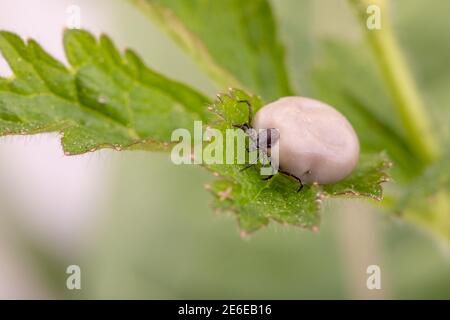 Zecke (Ixodes ricinus) geht auf grünem Blatt. Gefahr Insekt kann sowohl bakterielle und virale Krankheitserreger wie die Erreger der Lyme-Borreliose übertragen Stockfoto