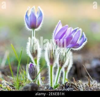 blühende und verblasst Blüte lila kleinen pelzigen Kuhschelle. (Pulsatilla Grandis) Im Frühjahr blühen. Tschechische Republik Stockfoto