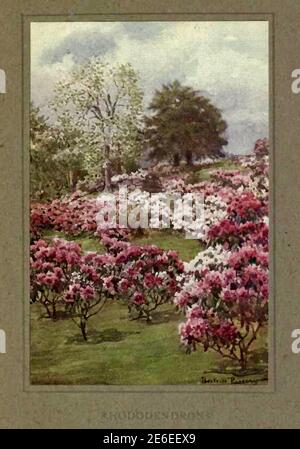 Beatrice Parsons Gemälde mit dem Titel Rhododendrons Stockfoto